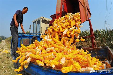 玉米价格多少钱一斤河南商丘