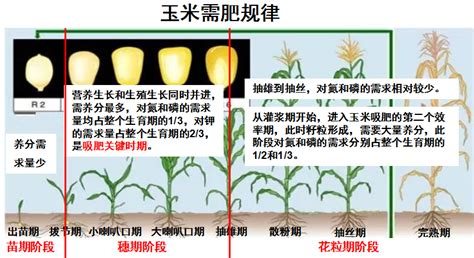 玉米施肥方法一览表