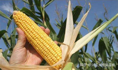 玉米施肥时间及方法