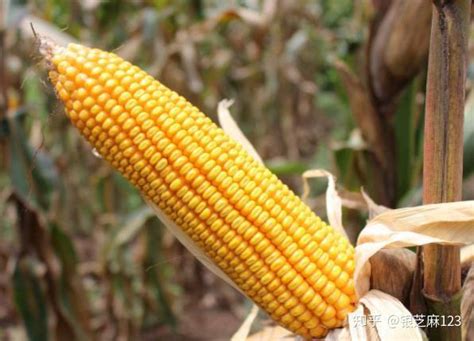 玉米期货交易有手续吗