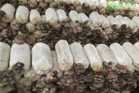 玉米芯种蘑菇
