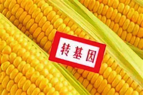 玉米转基因合法化了吗