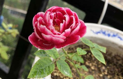 玫瑰花怎么种植和养护