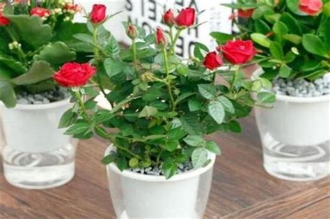 玫瑰花盆栽种植方法