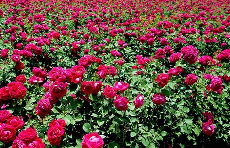 玫瑰花种植教程和季节