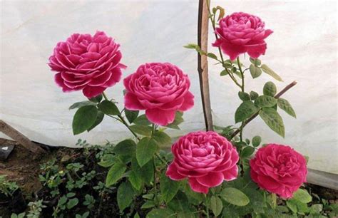 玫瑰花适合几月份种植