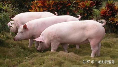 现在猪价格多少钱一斤