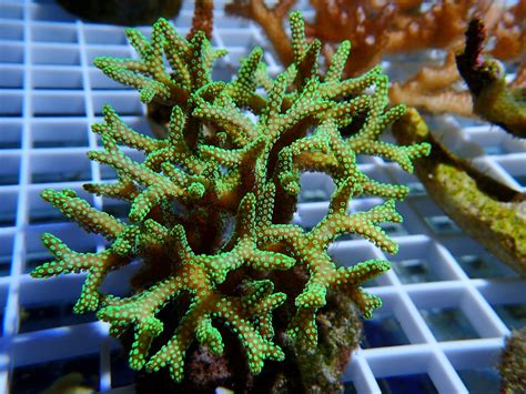 珊瑚像什么有的像什么有的像什么