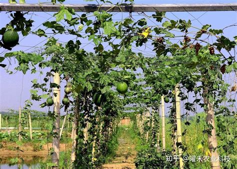 瓜蒌是怎样种植的