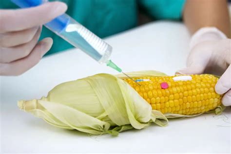 甜玉米转基因鉴别