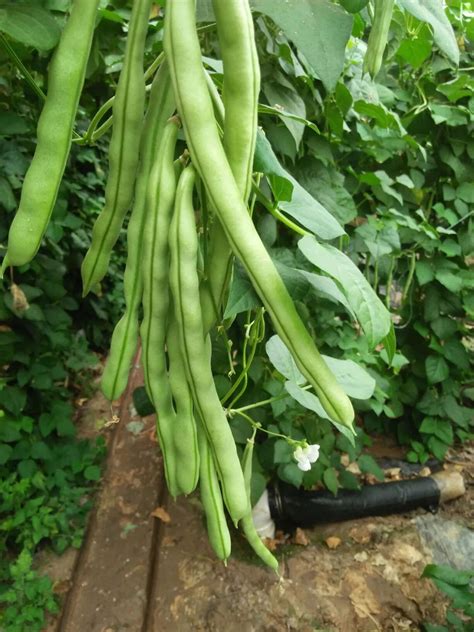 生芸豆种植方法