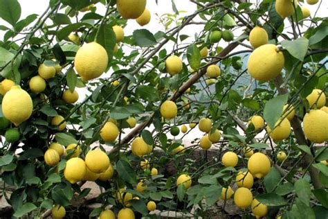 用柠檬籽种几年能结果