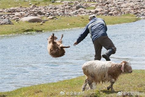 男人把羊扔在河里