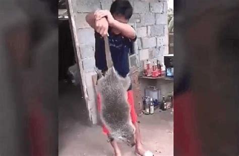 男子在路边发现一只超大老鼠