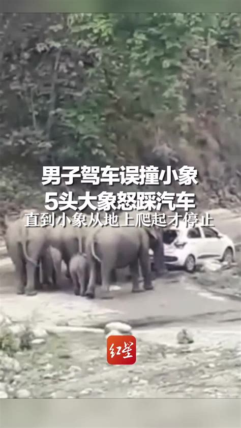男子携妻儿驾车误撞小象
