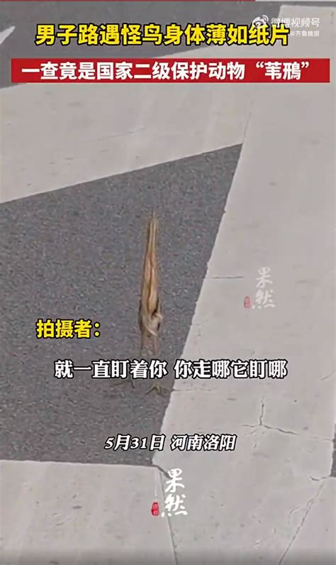 男子路遇怪鸟薄如北京动物园纸片