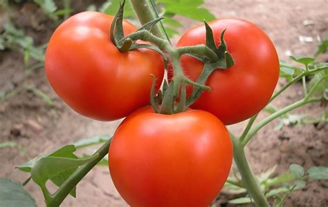 番茄的栽培技术要点