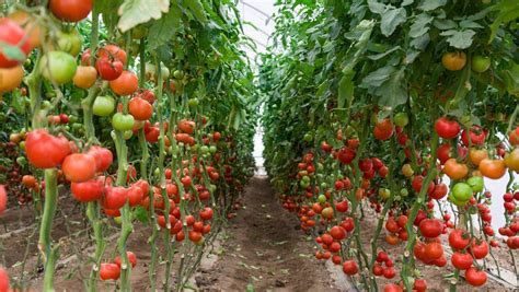 番茄的种植