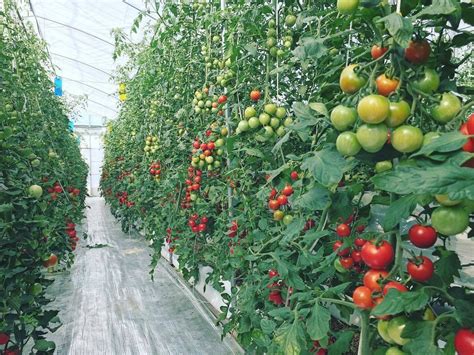 番茄种植技术技巧