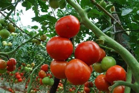 番茄种植方法和管理技术
