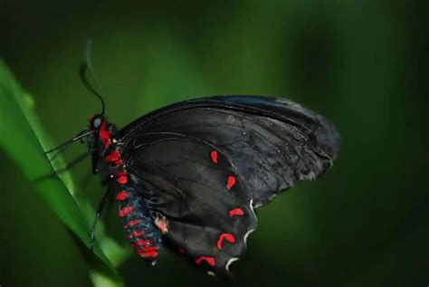 白天遇见黑蝴蝶代表什么预兆