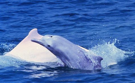 白海豚中国有多少