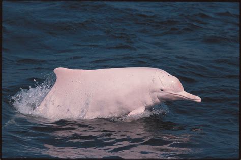 白海豚大舌头