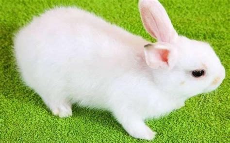 白色小兔取名