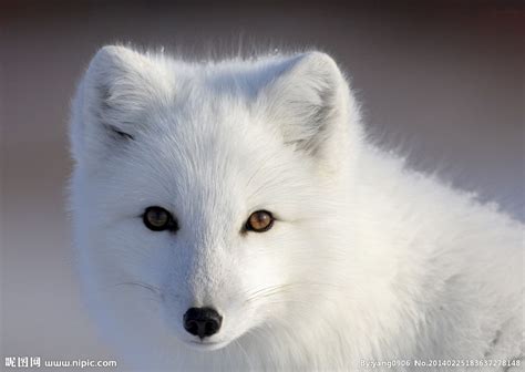 白色狐狸是国家保护动物吗