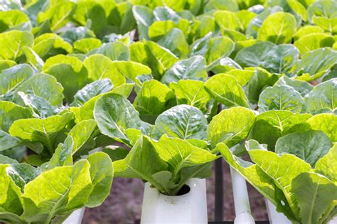 白菜种植方法和管理方法