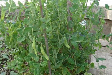 白豆的种植与管理