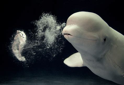 白鲸的呼吸口声音
