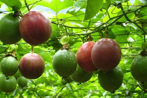 百香果种植方法
