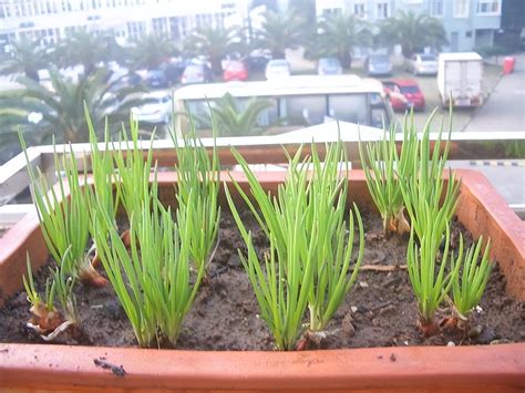 盆栽小葱种植方法和管理方法