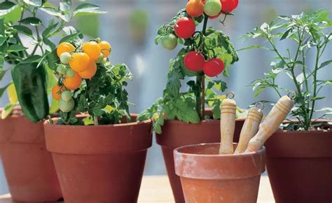盆栽种植蔬菜的方法