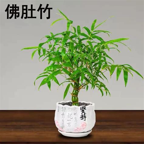 盆栽竹子的正确养殖方法