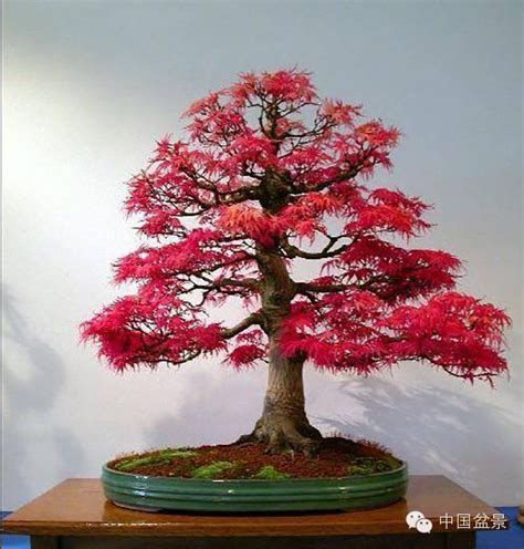 盆栽红枫树种植方法