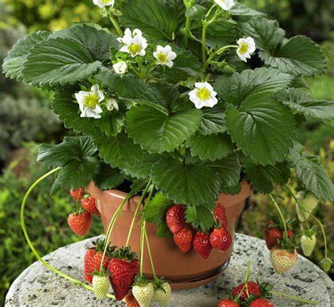 盆栽草莓怎么种植又大又多