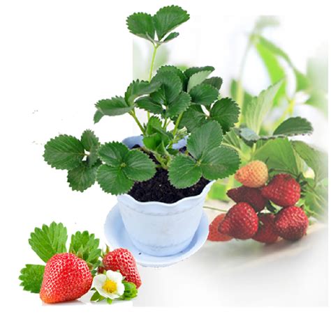 盆栽草莓施什么肥料好