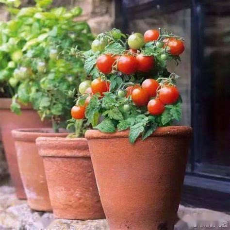 矮生番茄可以种多久