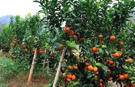 砂糖橘春季如何种植