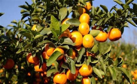 砂糖橘种植技术和方法