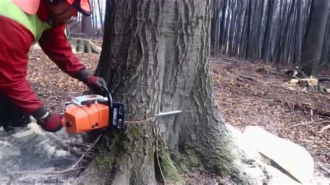 砍树的技巧