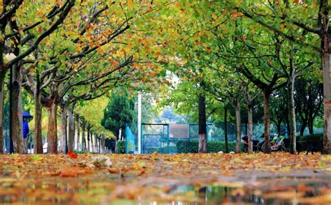 秋天的校园景色图片