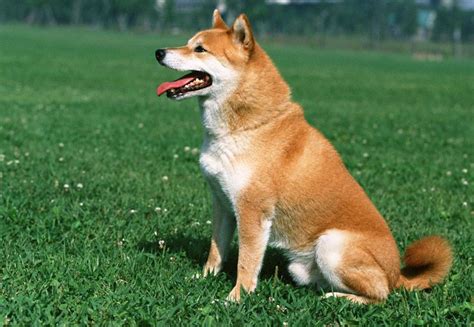 秋田犬一般起什么名字