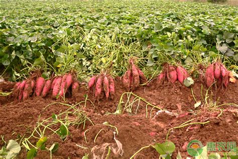 种一亩红薯一年收入