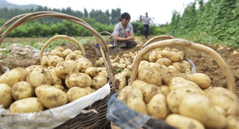 种土豆用什么肥料最好