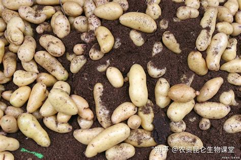 种植土豆用什么肥料好