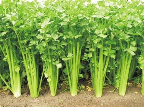 种植芹菜用什么肥料最好