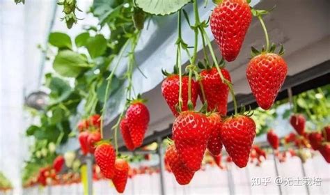 种植草莓的发展前景
